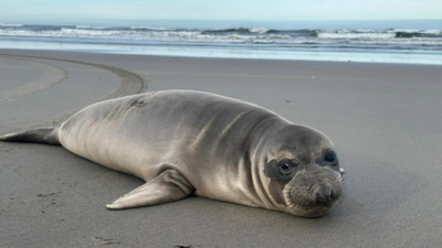 Baby seal stabbed on Oregon coast prompts search for suspect