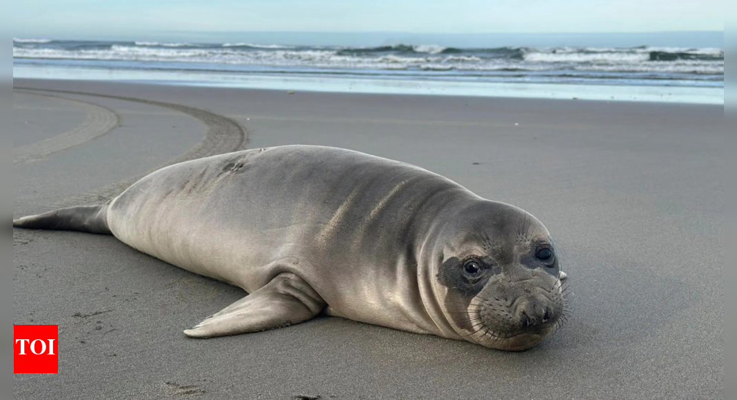 Baby seal stabbed on Oregon coast prompts search for suspect – The Times of India