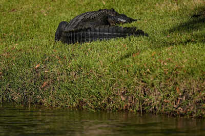 An alligator kills a Florida woman after tipping over her canoe, investigators say
