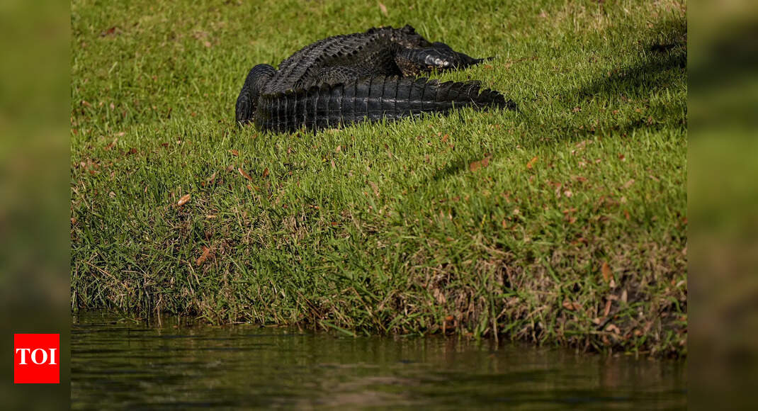 An alligator kills a Florida woman after tipping over her canoe, investigators say