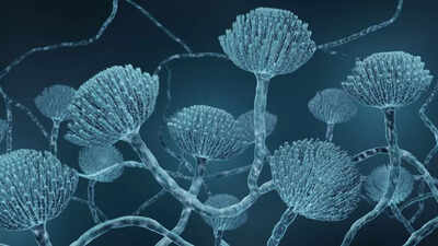 Aspergillus: Deadly fungus could spark health concern in parts of ...