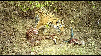Predators’ DNA traces at livestock kill can aid better human-wildlife conflict management