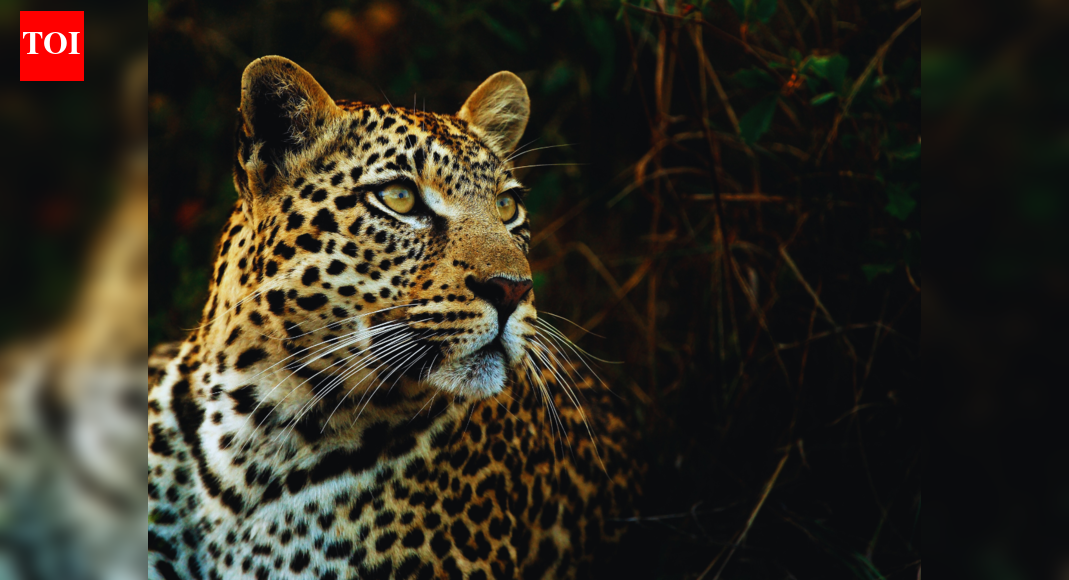 6 best places in India to spot leopards (without losing your mind)