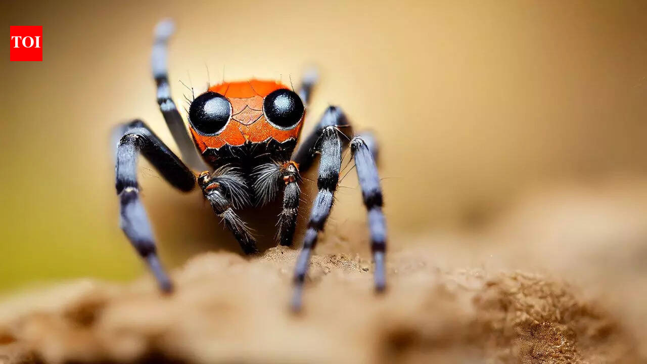 5 insects with the longest lifespans in the wild