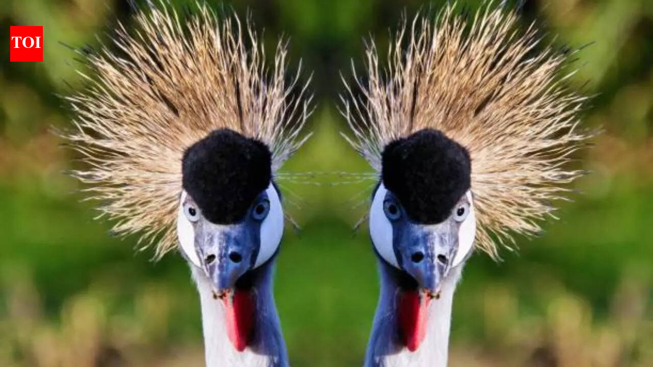 17 strangest birds around the world and their fascinating features ...