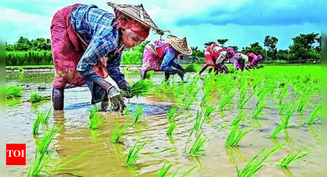 सरकार ने “गुड मानसून” पूर्वानुमान पर रिकॉर्ड फूडग्रेन लक्ष्य 354 टन सेट किया