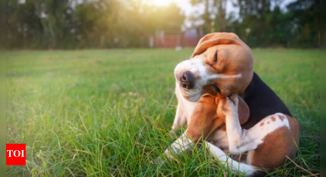 Picture of Pet Allergy Symptoms: Common signs your pet might have allergies ...