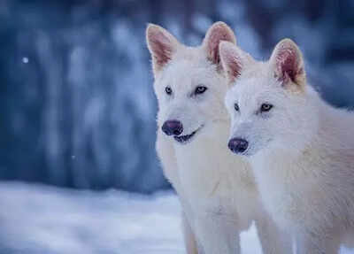 Wolf protection downgrade gets green light in EU