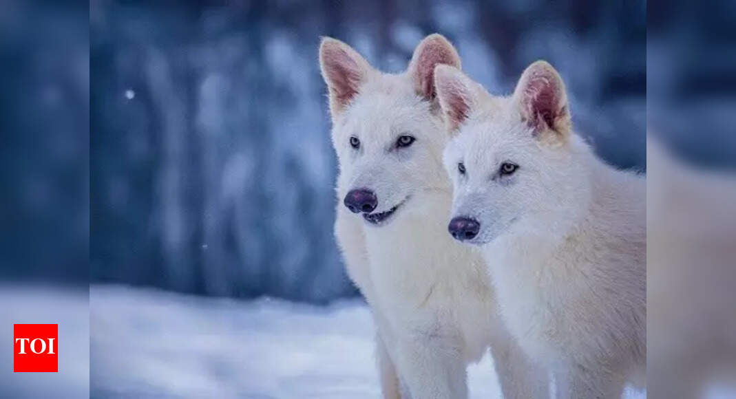 Wolf protection downgrade gets green light in EU | World News – Times of India