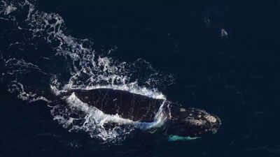 NASA satellites track plankton swarms from space to protect North Atlantic right whales