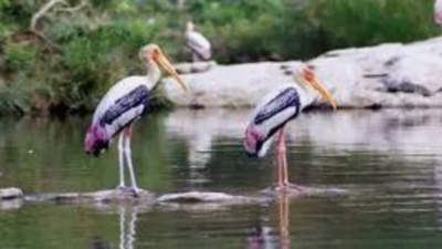 How climate change is altering bird migration