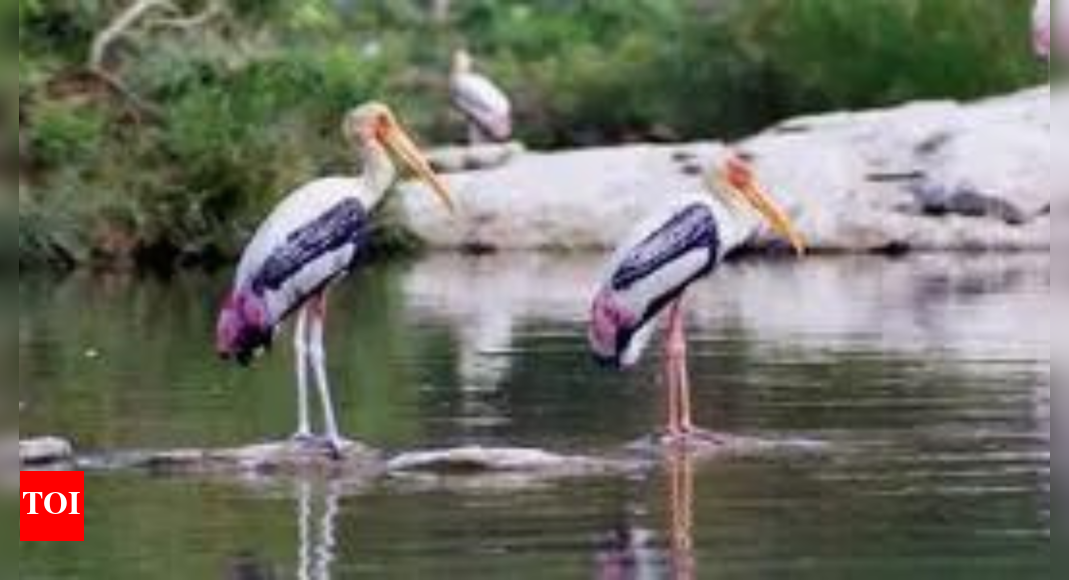 How climate change is altering bird migration