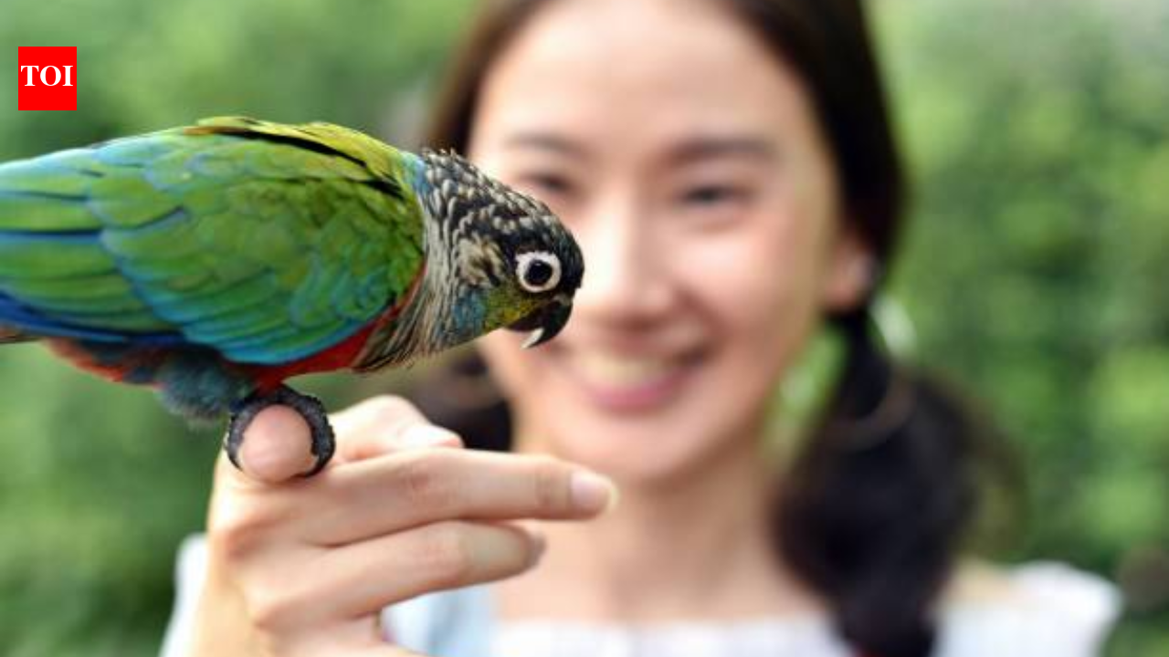 6 intelligent birds that can talk and can be perfect pets