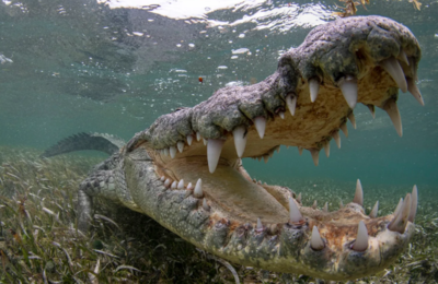 Scientists discover new crocodiles on Mexican islands  that remained hidden for centuries