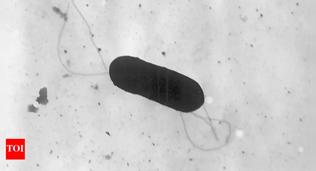 US Listeria Outbreak: California company removes food from shelves after 10 hospitalised – Times of India