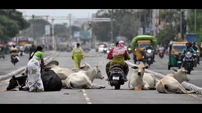 VMC struggles to tackle stray cattle menace on city roads