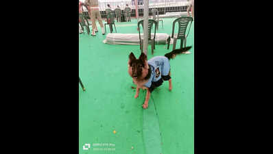 German Shepherd ‘Demi’ sniffs out cannabis on her field debut