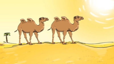  Only a genius can find the mistake in this desert camel picture!