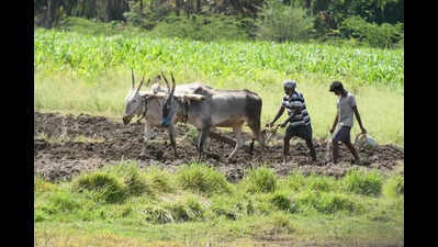 Above-normal monsoon forecast spurs demand for sowing seeds, fertiliser