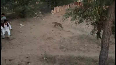 Leopard sightings cause panic in Balotra district