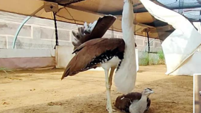  Flight to safety for Great Indian Bustard babies from border