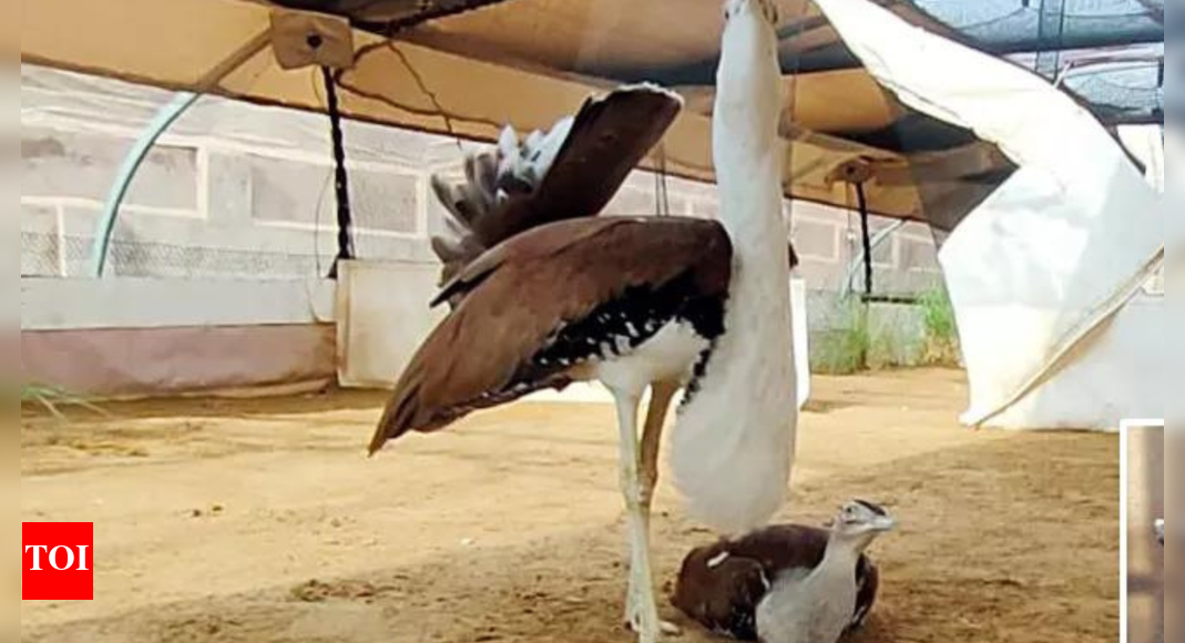 India-Pakistan tensions: Flight to safety for Great Indian Bustard babies from border