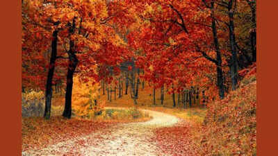 Your Fall Mood Based on Your Tarot Card of the Season
