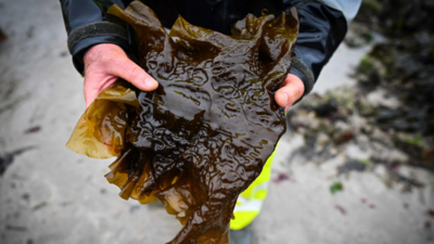 Australian seaweed farm tackles burps to help climate