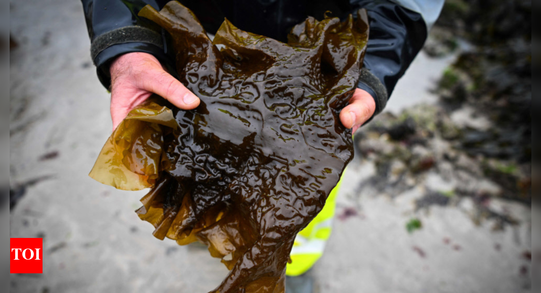 Seaweed Farm in Australia Aims to Reduce Livestock Emissions