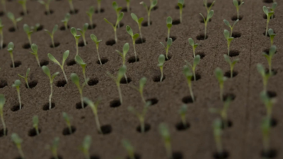  Pilot project helping reclaim Sri Lankan farms