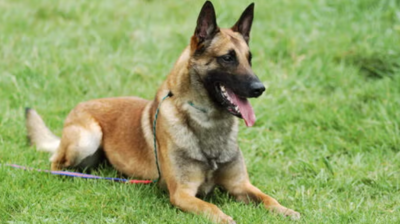 Stung in the line of duty: CRPF sniffer dog Rolo dies after bee attack in Chhattisgarh anti-maoist operation