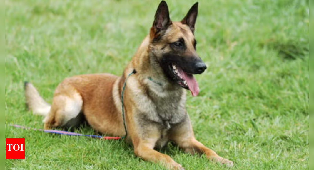 Stung in the line of duty: CRPF sniffer dog dies after bee attack in anti-maoist op
