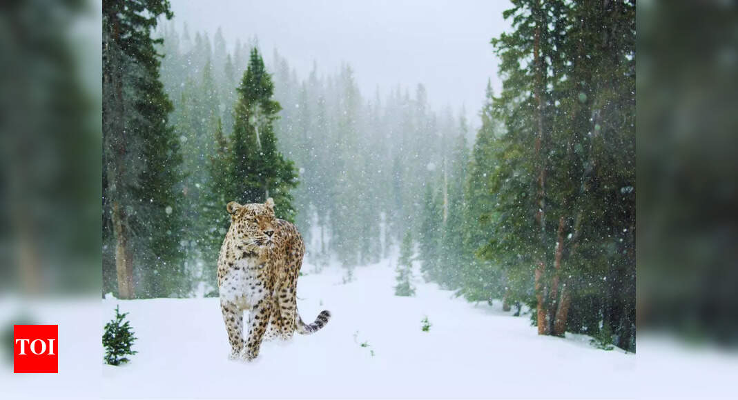 https://static.toiimg.com/thumb/msid-121187331,width-1070,height-580,imgsize-98124,resizemode-75,overlay-toi_sw,pt-32,y_pad-40/photo.jpg