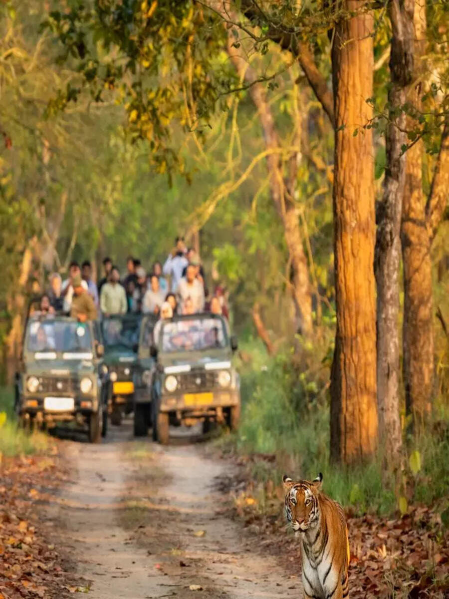 Paw-sitively wild: 10 national parks in India perfect for first time safari goers
