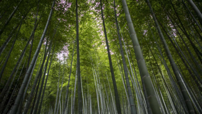 Record decrease in Brazil deforestation in 2024: Report