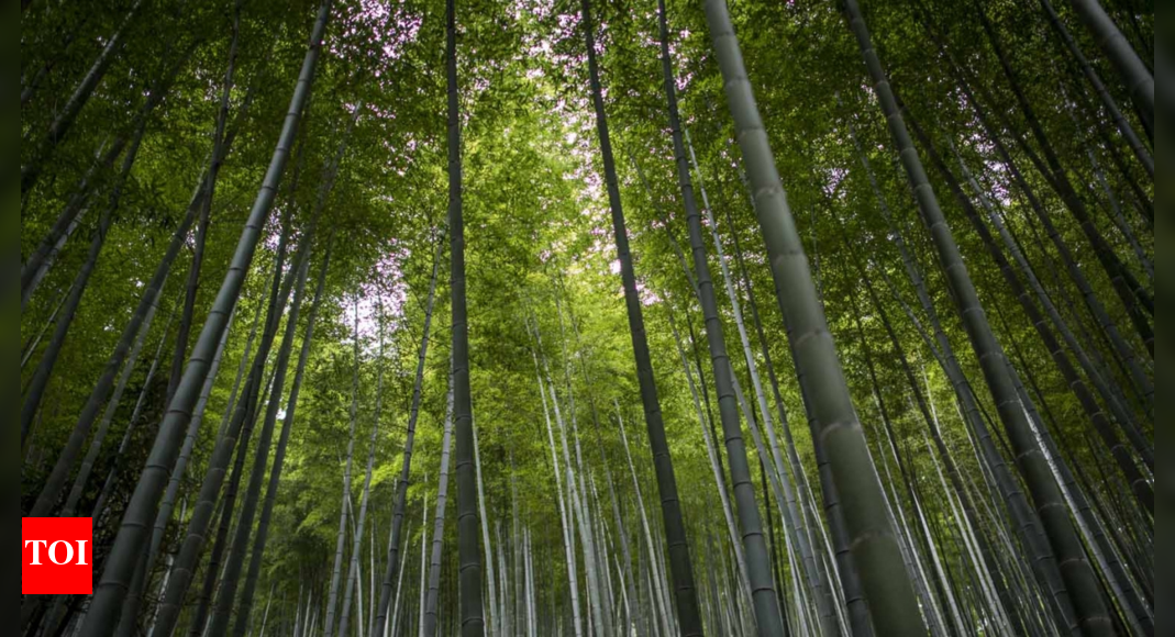 Brazil Deforestation Shows Significant Decrease in 2024