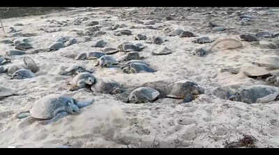 Karnataka set to get its first marine sanctuary near Karwar
