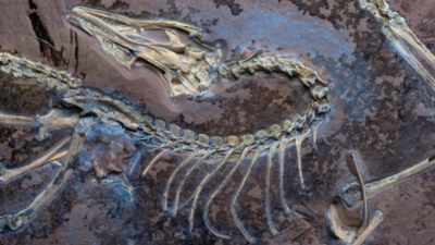 Is this dinosaur fossil the shocking key to how birds learned to fly?