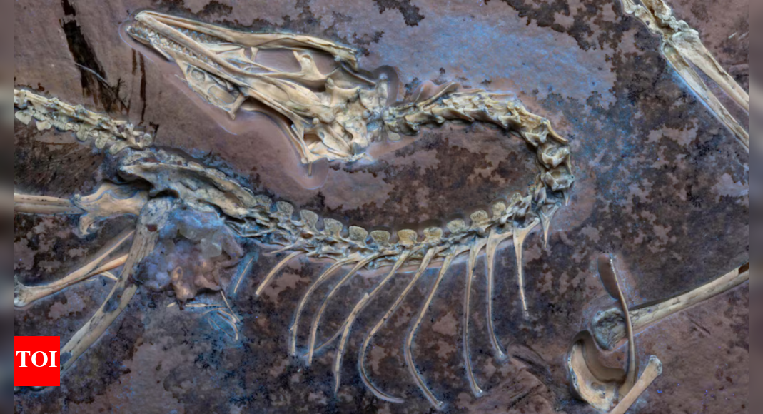 Fossil of Flying Dinosaur Unlocks Secrets of Bird Flight