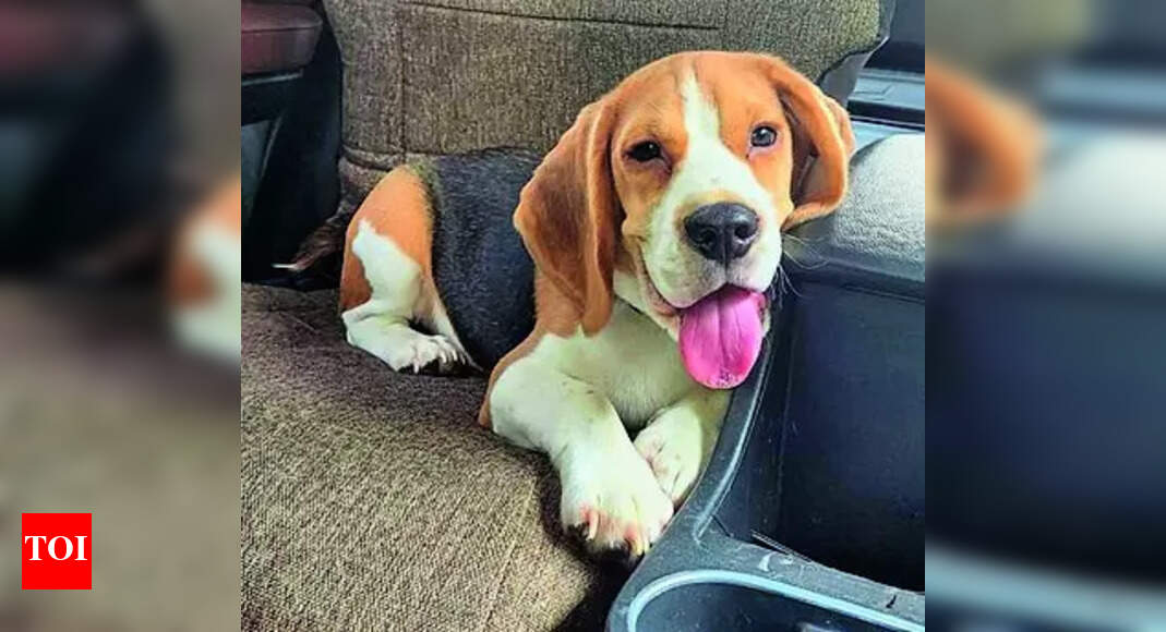 Pet Beagle wolfs down stapler pins, 100+ got out of tummy after surgery