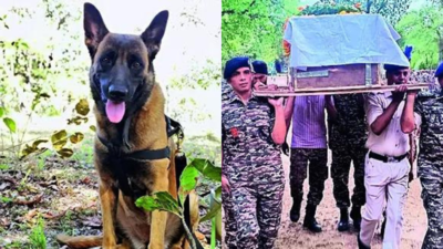 After valiant operation against Maoists, CRPF's four-legged combatant (K9 Rolo) falls to bee assault