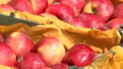 'It’s a message': Alwar fruit traders drop Turkish apples over amid nationwide boycott over Turkey's pro-Pakistan stand