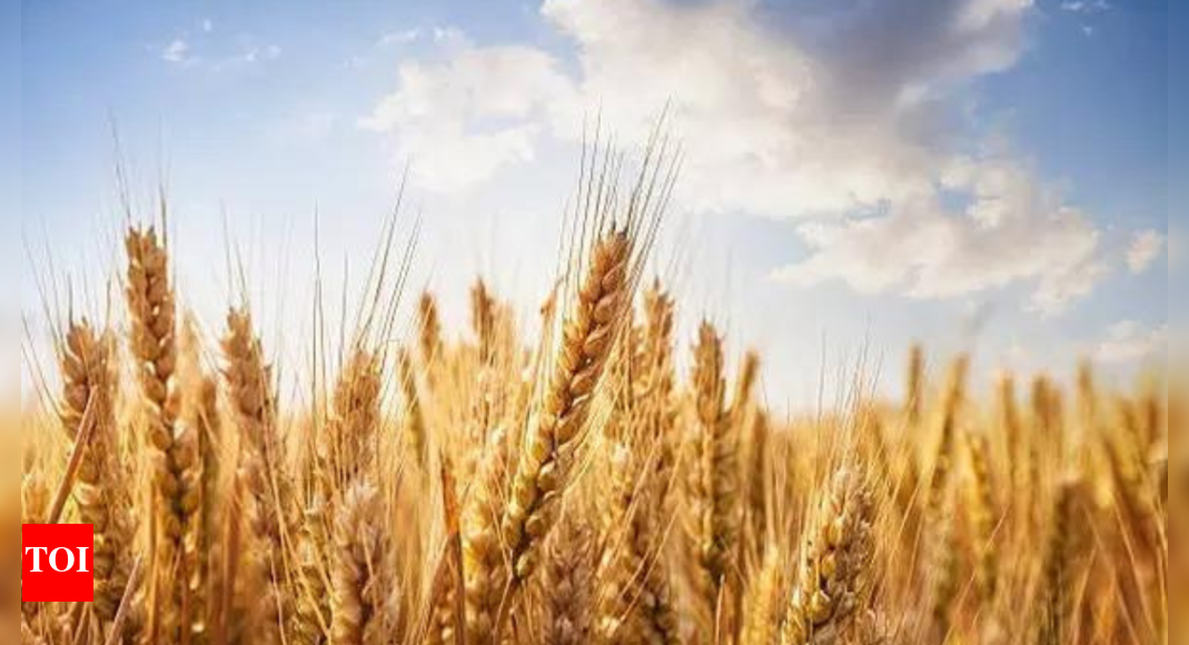 Wheat procurement hits 28.66 million tonne, surpasses last year ahead of target deadline