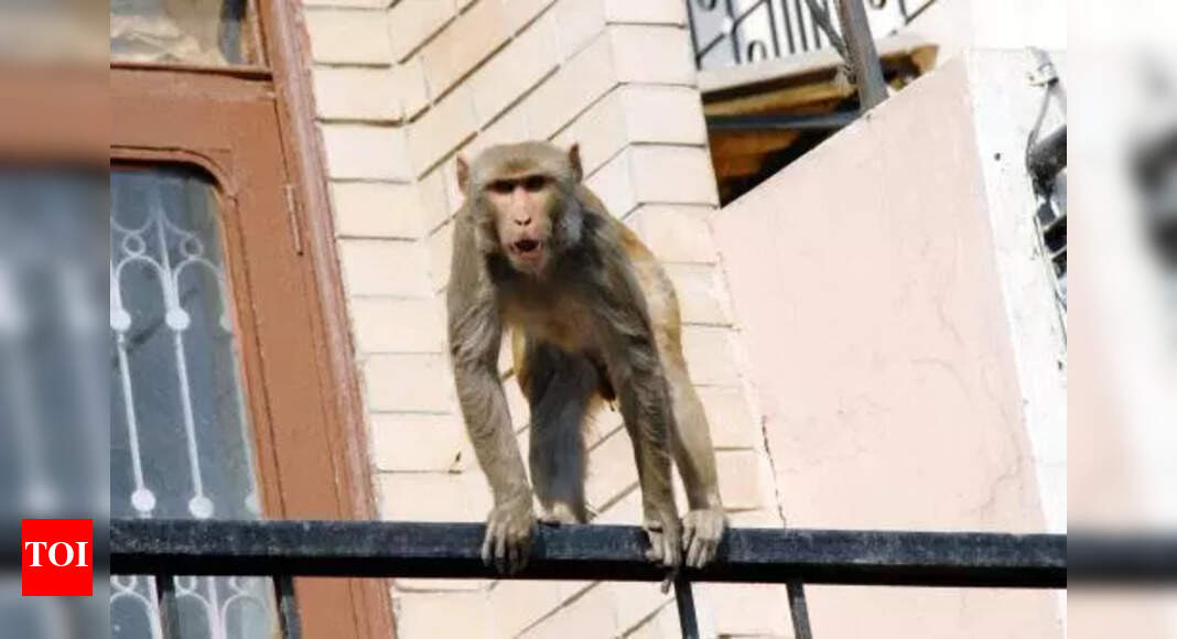 High Court Demands Action on Monkey Menace in Delhi-NCR