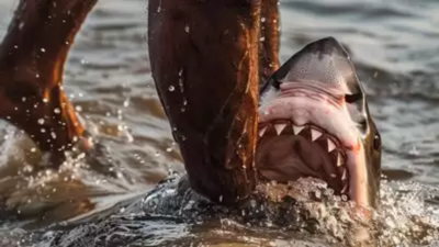 'Alpha predator' sharks and humans clash on an Israeli beach