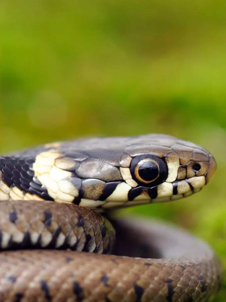 10 beautiful snakes you can spot in California’s wild outdoors | Times ...