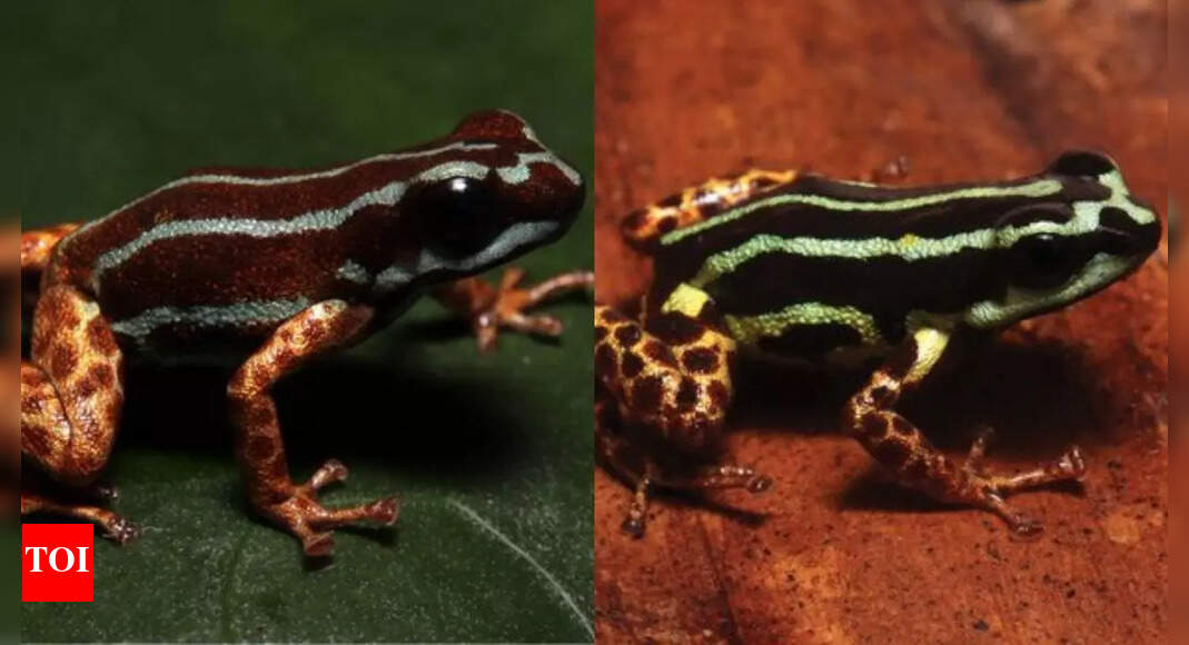 Poison Dart Frogs in Brazilian Amazon