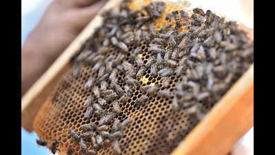 State insect to heritage sites, Karnataka government dragging feet over major announcements, say activists