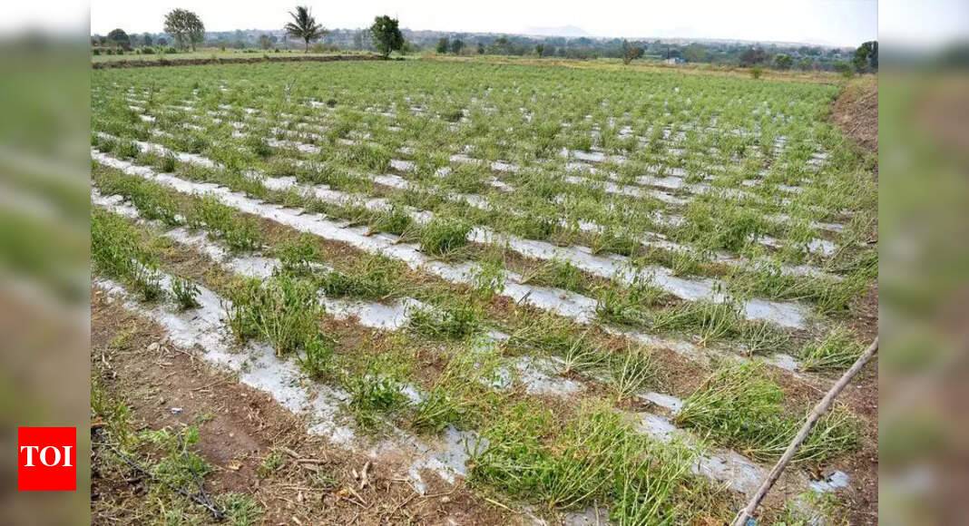Pre-monsoon rain batters crops on over 700 hectares in district | Pune ...