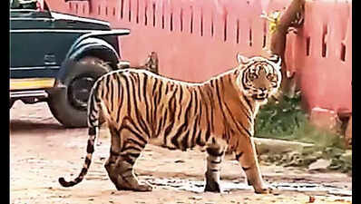 Ranthambore’s killer tigress Kankati may be relocated